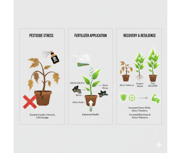 Influence des engrais sur la suppression des dommages causés aux plantes par les pesticides