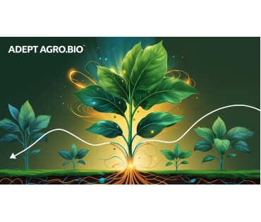 Wpływ Adept Agro.Bio na procesy biochemiczne w roślinie i formowanie plonu