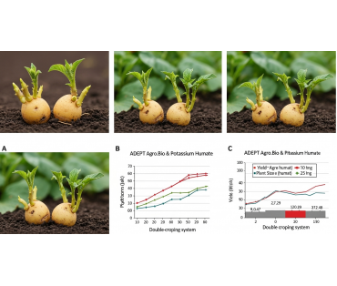 Вплив ADEPT Agro.Bio та гумату калію на вихід із стану спокою бульб картоплі при дворічній системі