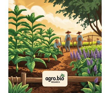 The effect of Adept humic fertilizer on yield and quality of tobacco, essential oil crops - lavender, sage, rose.