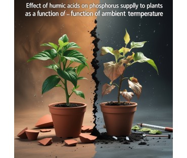 Effet des Acides Humiques et Fulviques sur l'Absorption du Phosphore dans les Plantes en Fonction de la Température Ambiante