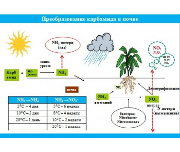 The ability of plants to tolerate excess nitrogen and high temperatures