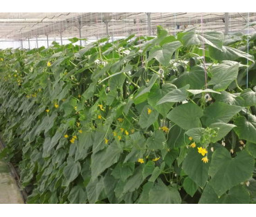 Why use potassium humate for cucumbers?