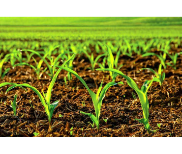 Eficiencia de Totem Agro.Bio y Mind Extra al solicitar maíz en el sur de Ucrania
