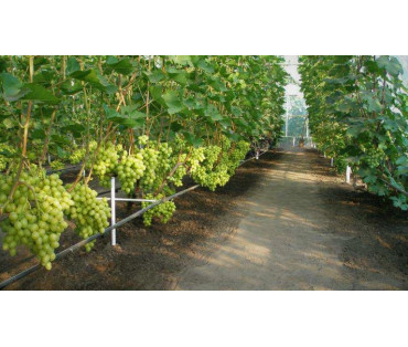Influence of Totem Agro.Bio on the development of grape seedlings