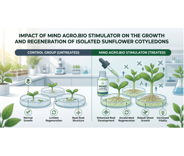 Влияние стимулятора Mind Agro.Bio на рост и регенерацию изолированных семядолей подсолнечника