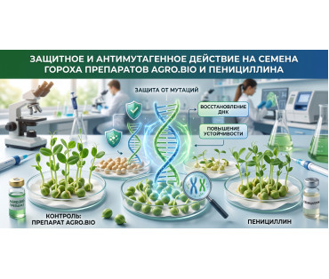 Захисна та антимутагенна дія на насіння гороху препаратів Agro.Bio та пеніциліну Захисна та антимутагенна дія на насіння гороху препаратів Agro.Bio та пеніциліну