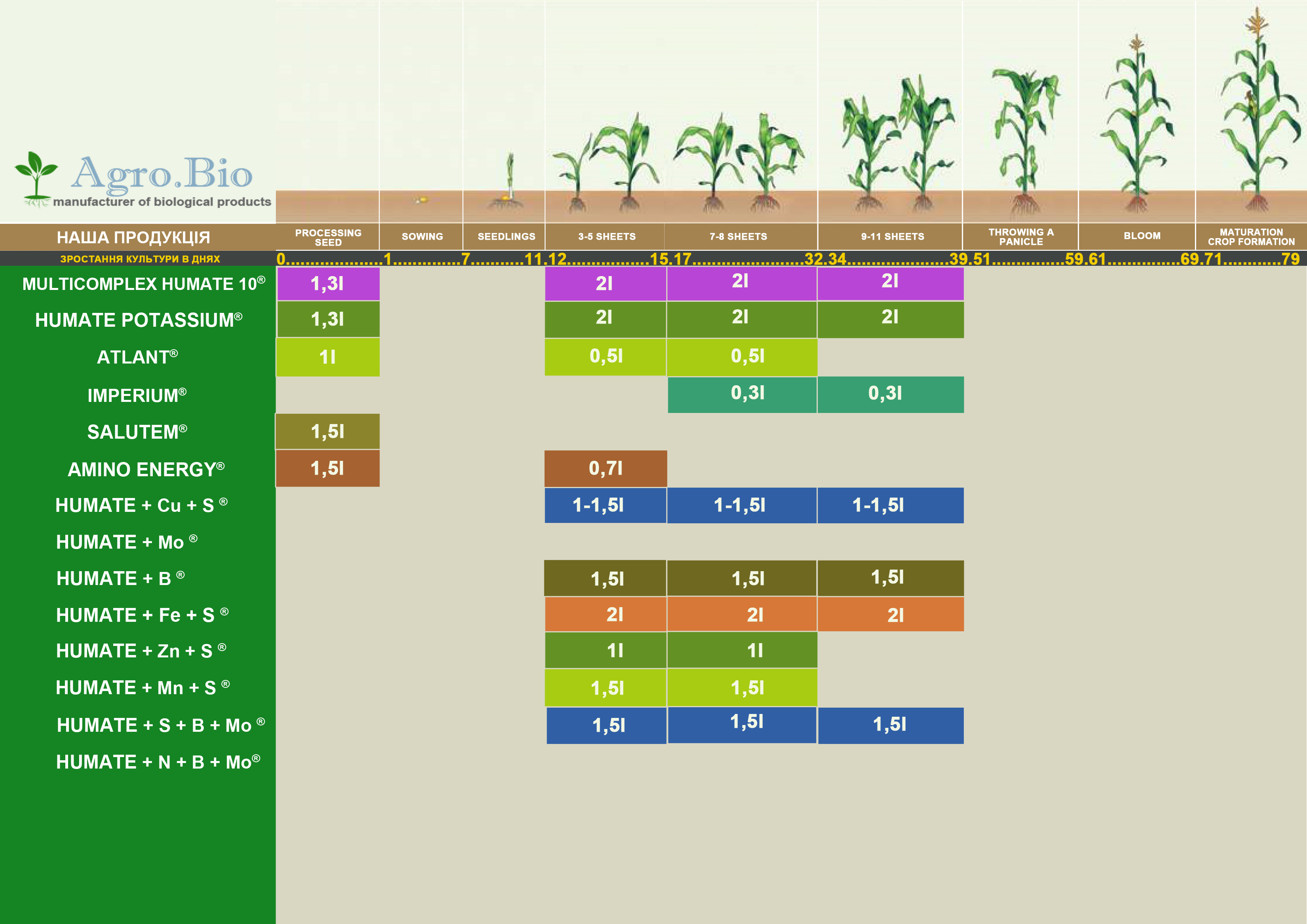 organigramme du maïs